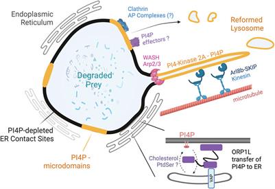 Endoplasmic reticulum—Phagosome contact sites from the cradle to the grave